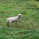 la classe un jeune mouton