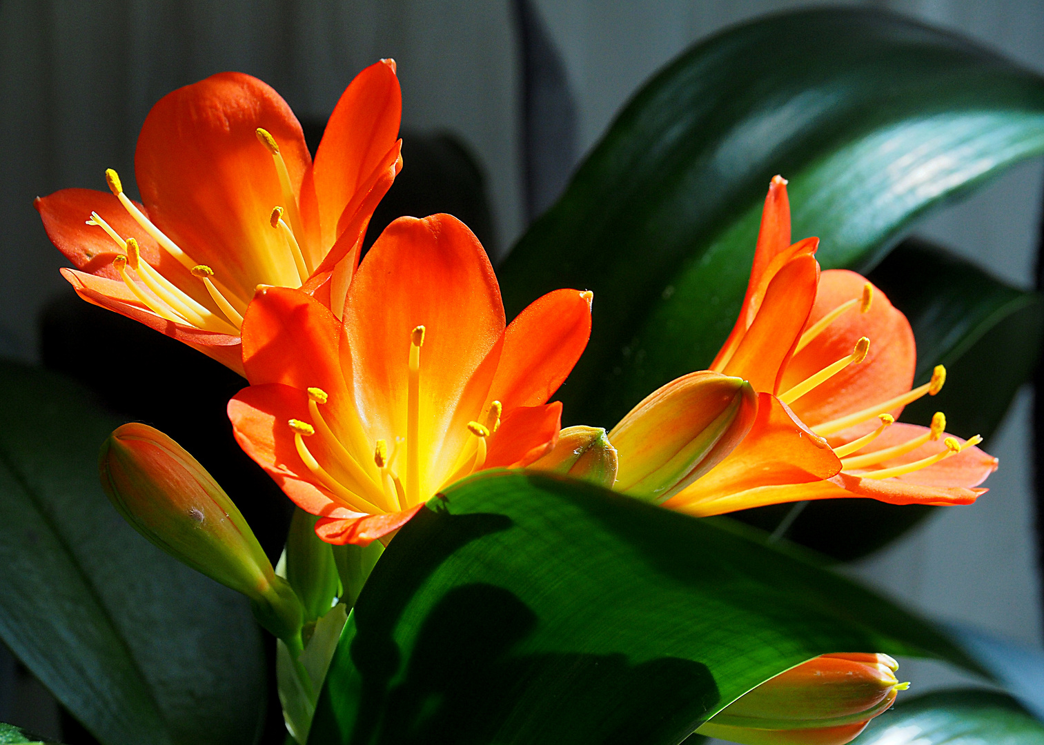 La clivia refleurit…