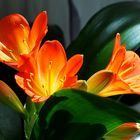 La clivia refleurit…