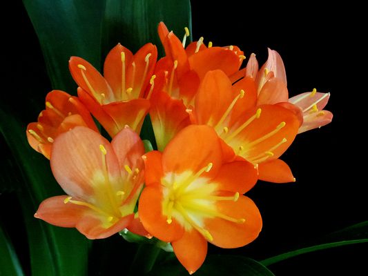 La clivia refleurit
