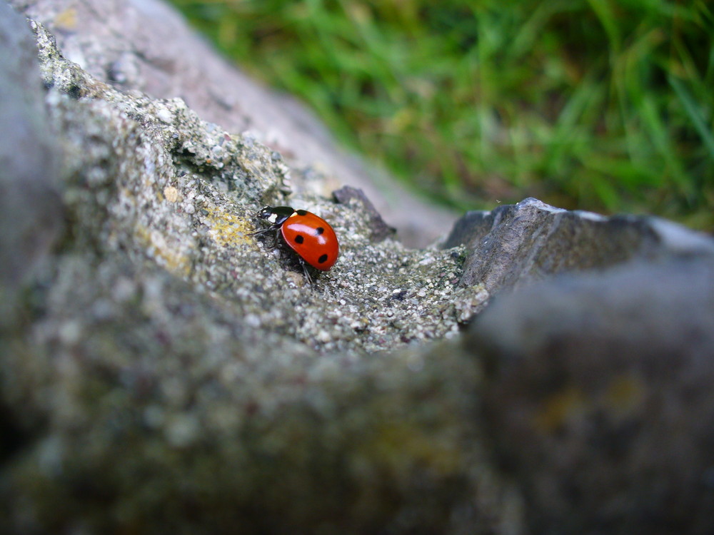 la coccinella