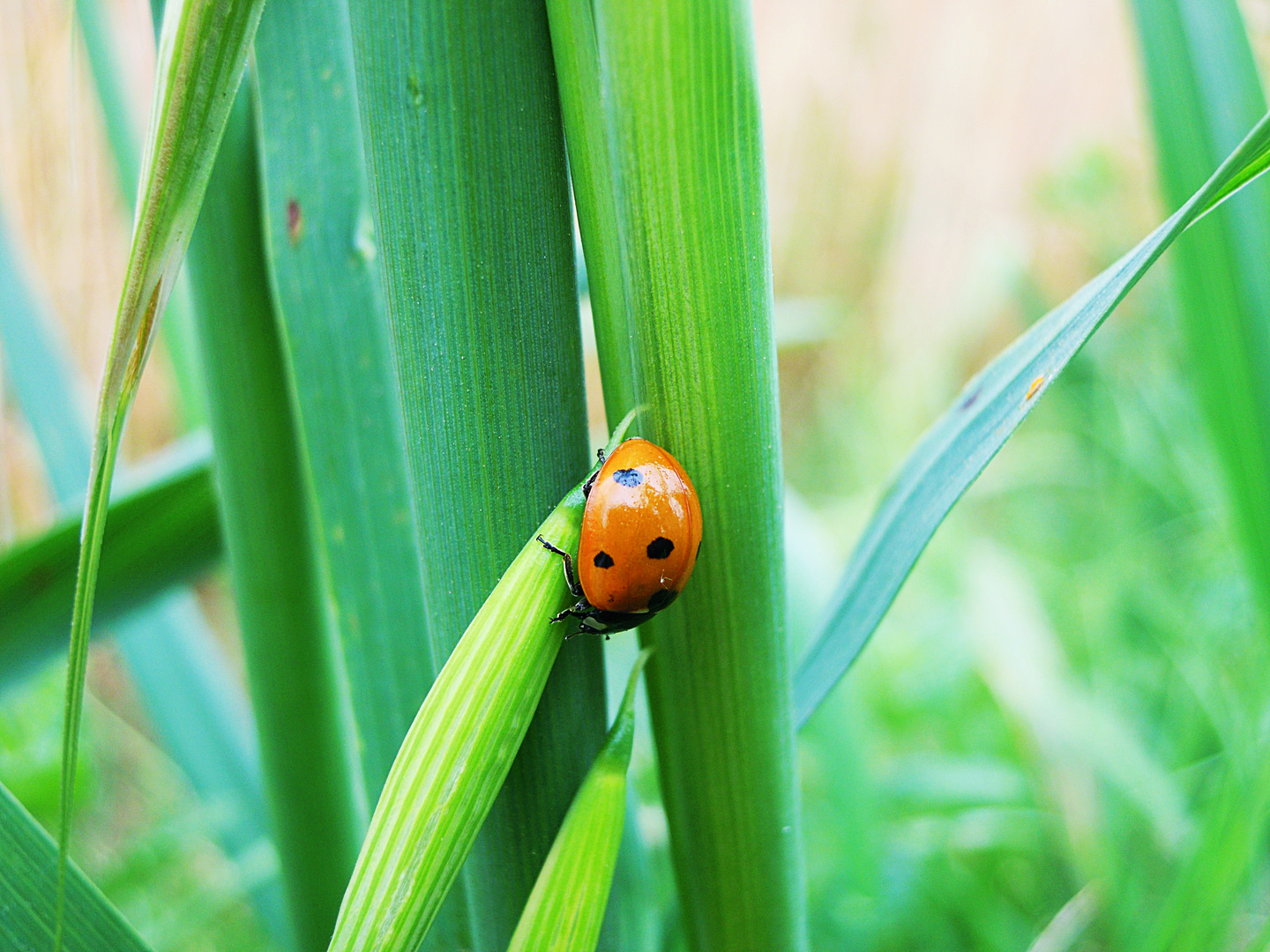 La coccinella.