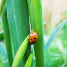 La coccinella.