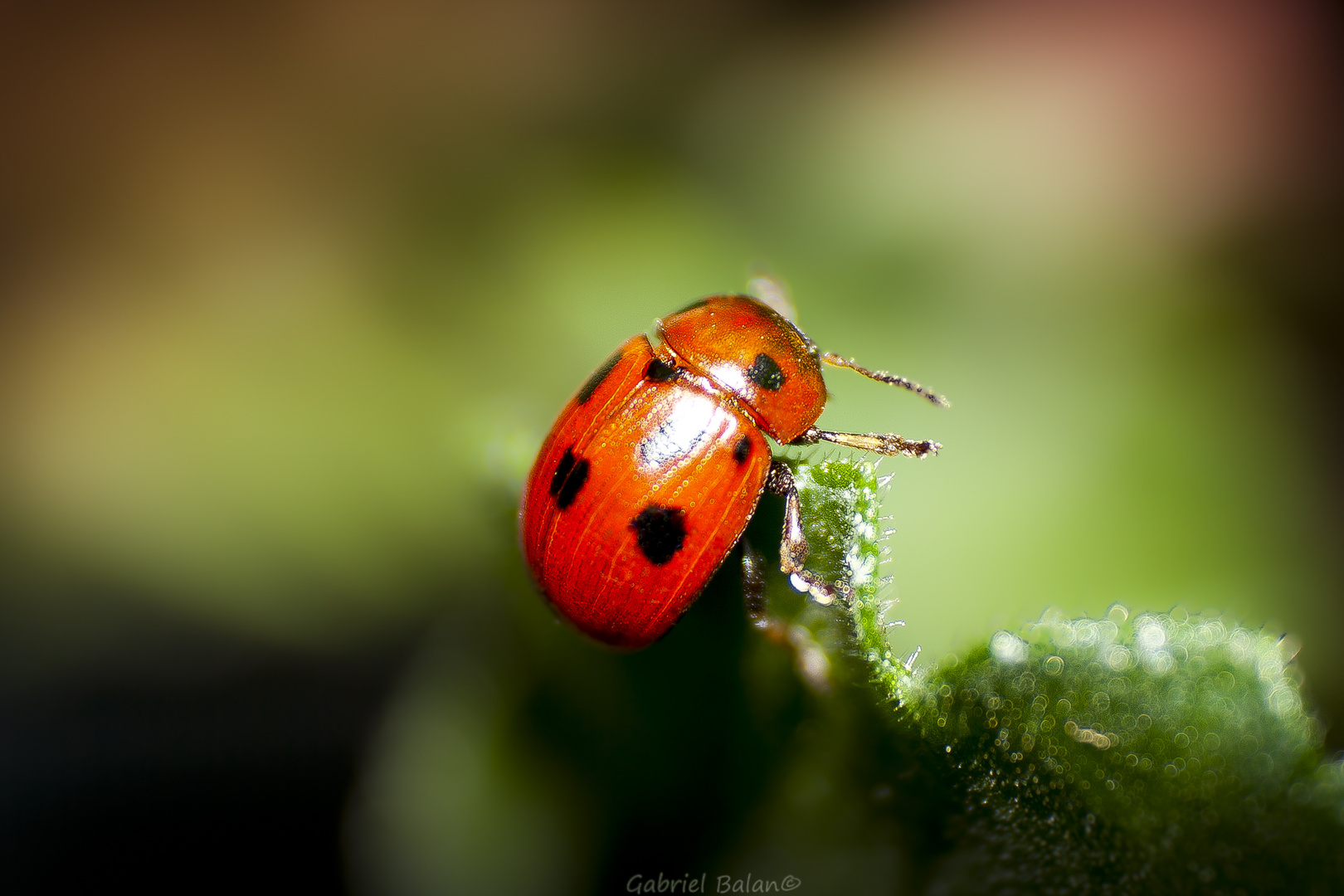 La coccinella alpinista !!!!!