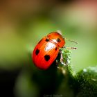 La coccinella alpinista !!!!!