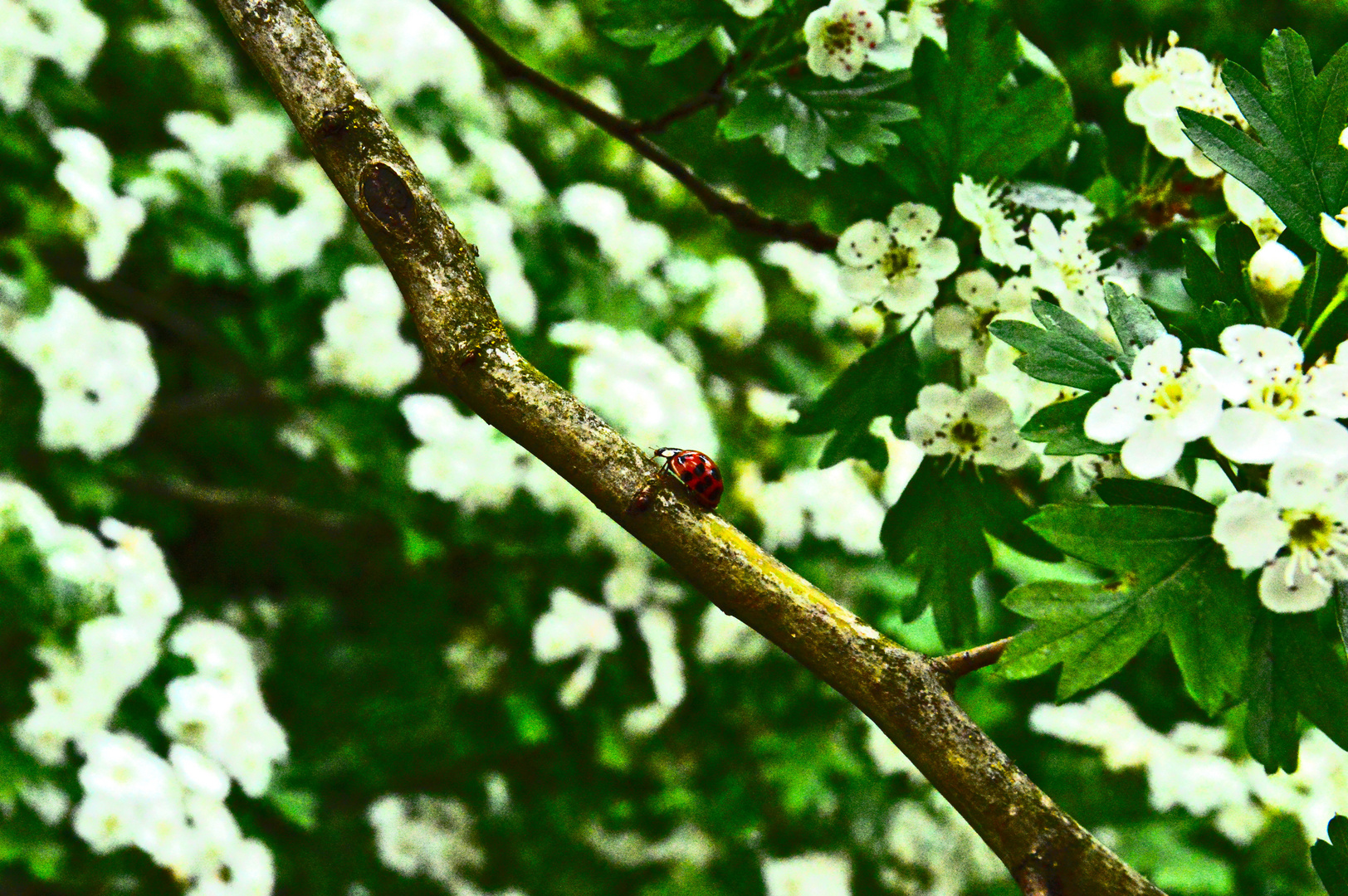 La coccinella in viaggio