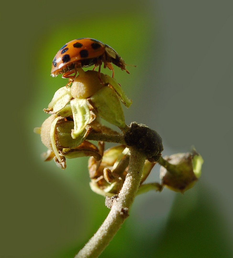 La coccinelle (1)