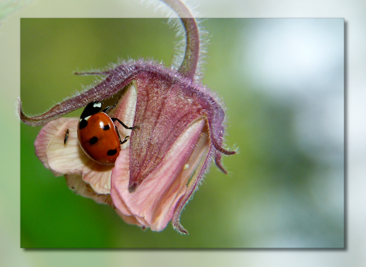 * la coccinelle *