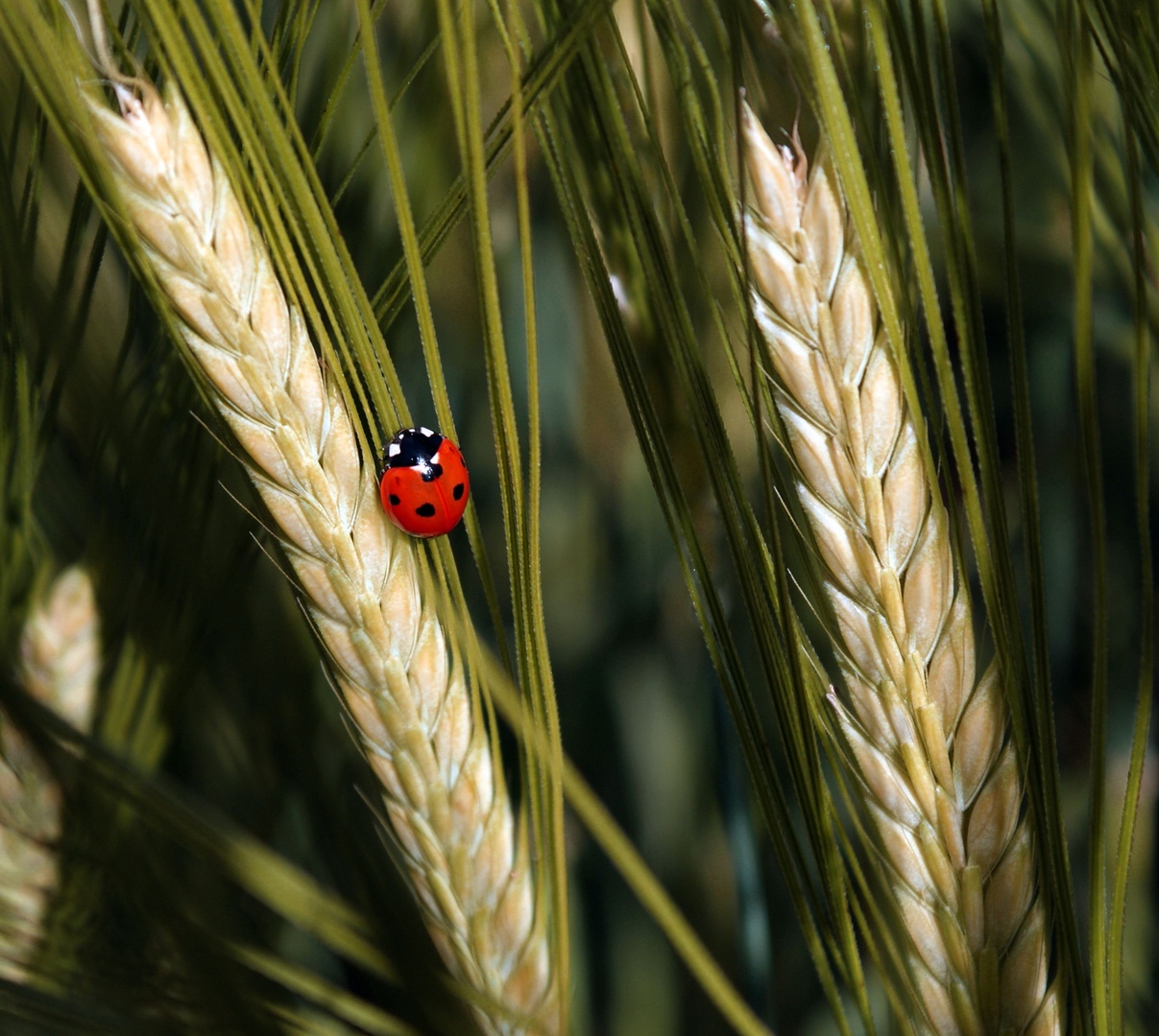 La coccinelle