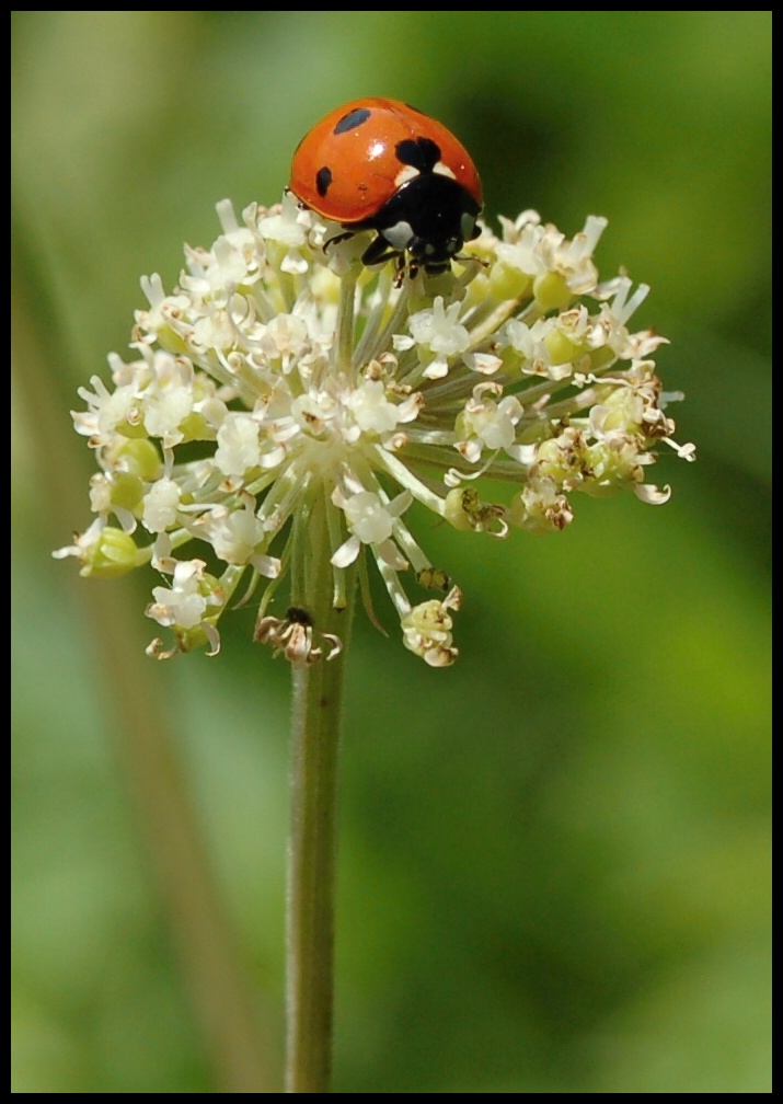 La coccinelle