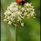 La coccinelle