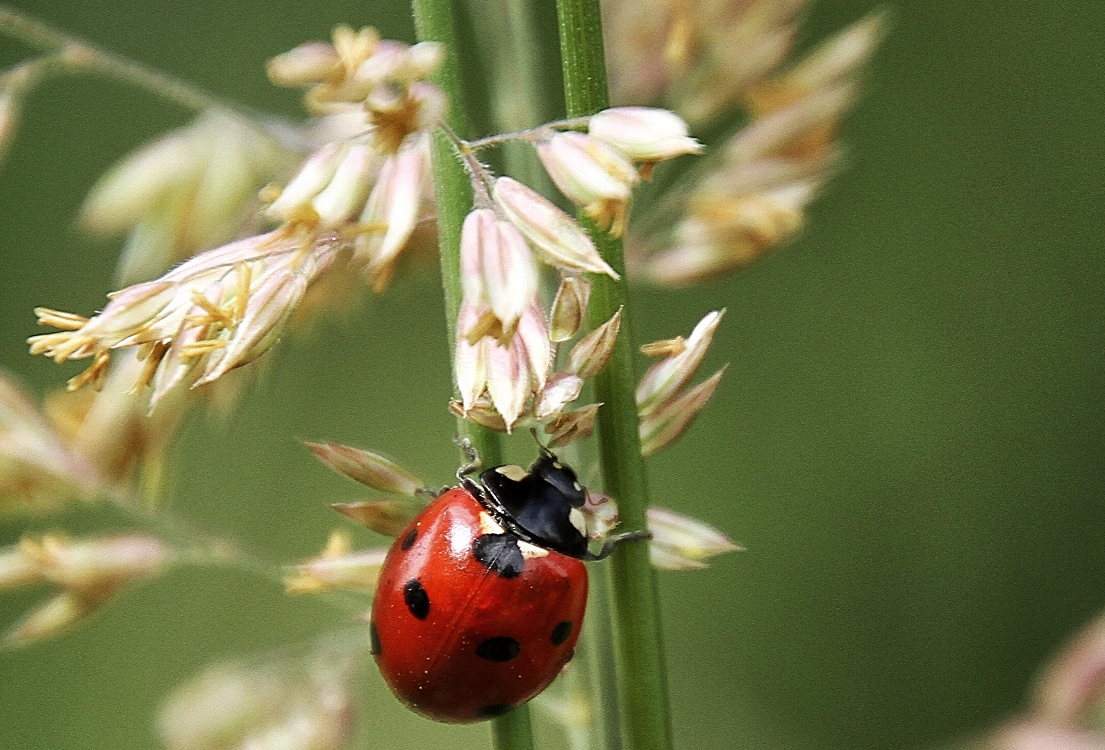 La coccinelle !