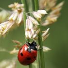 La coccinelle !