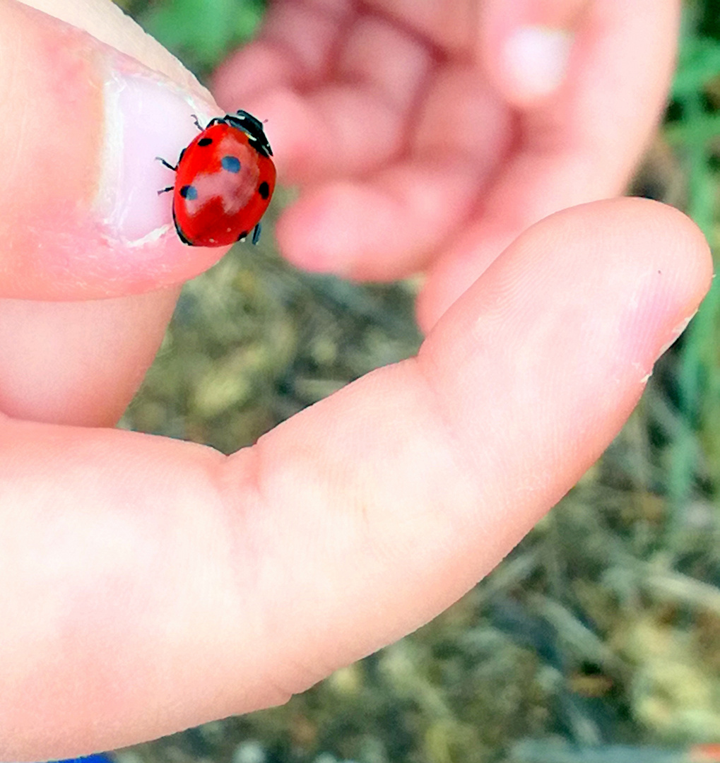 La coccinelle ! 