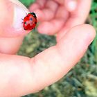 La coccinelle ! 