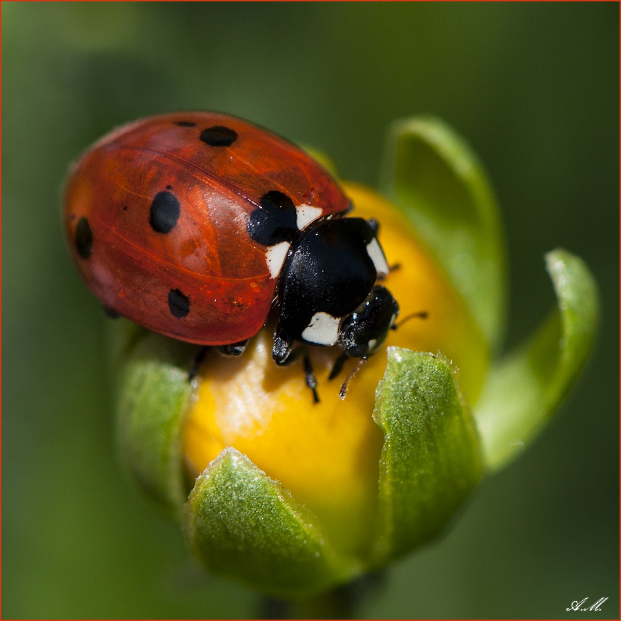 La coccinelle