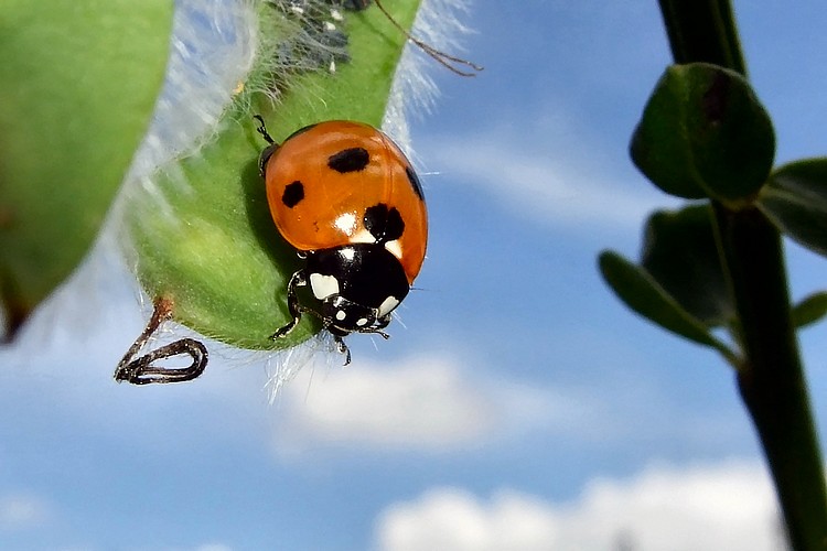 La Coccinelle