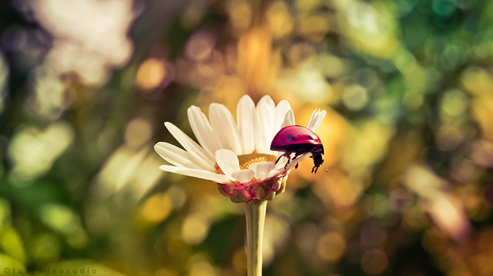 La Coccinelle