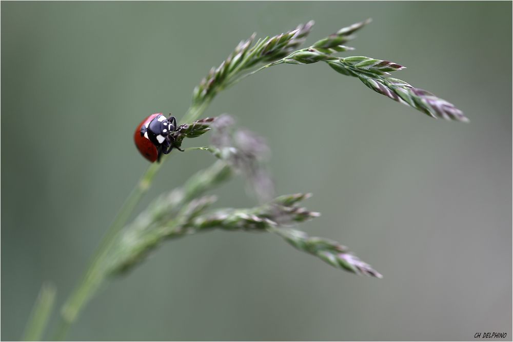 la coccinelle