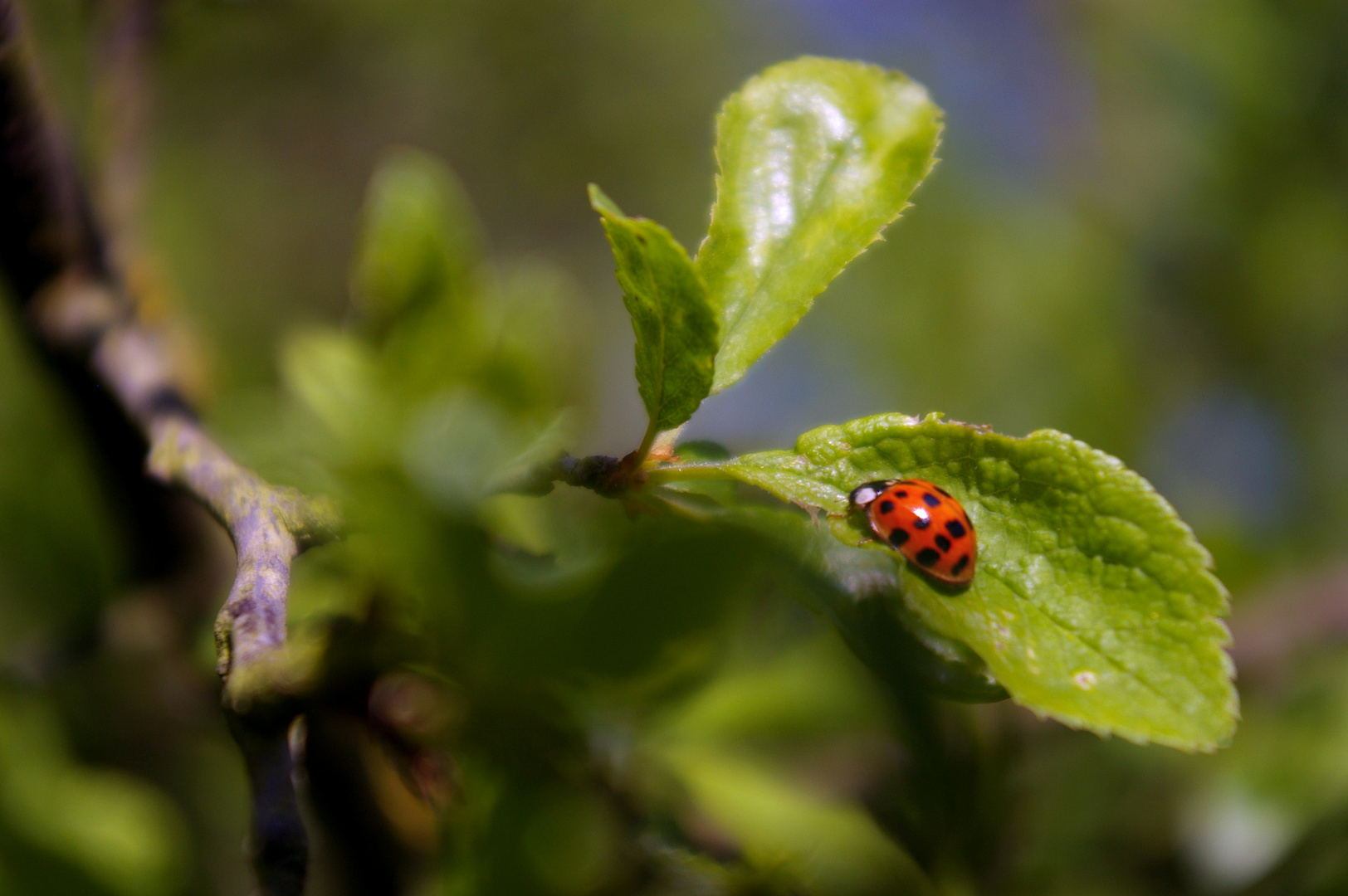 La coccinelle