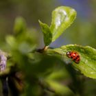 La coccinelle