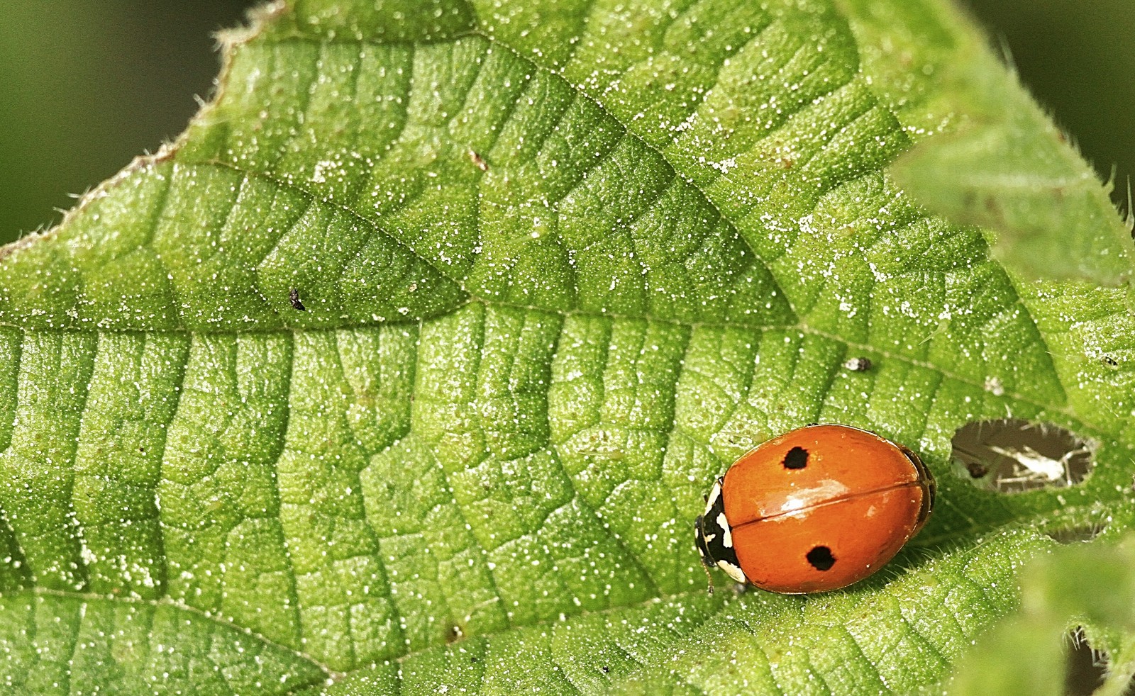 la coccinelle à 2 points !