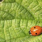 la coccinelle à 2 points !