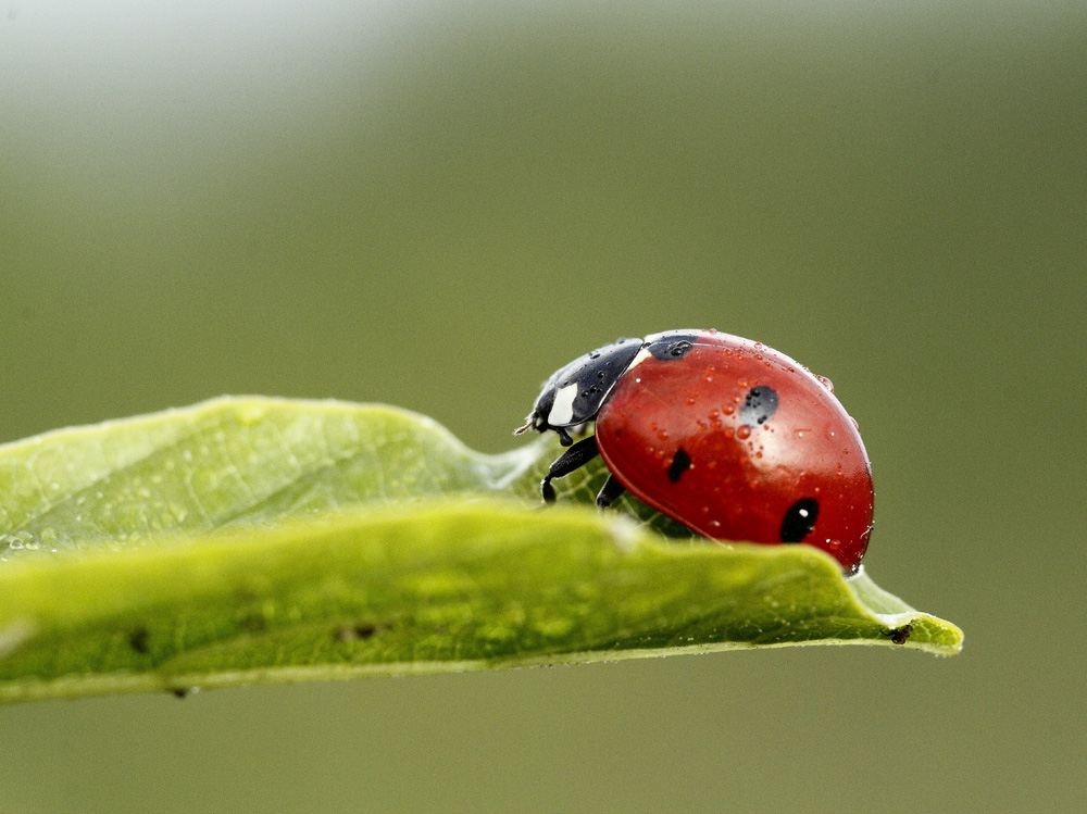 la coccinelle à 7 points !!!