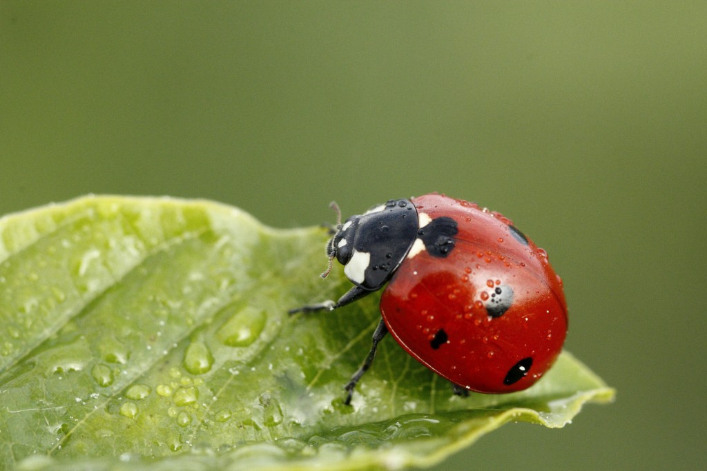 la coccinelle !