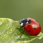 la coccinelle !