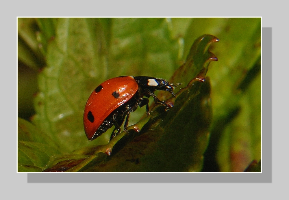 " La coccinelle "