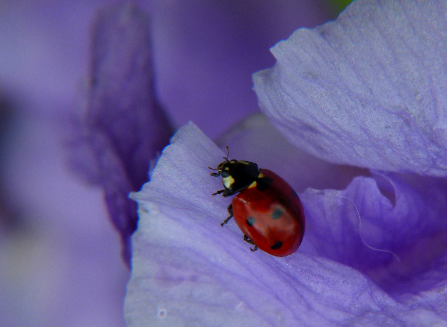 * la coccinelle *