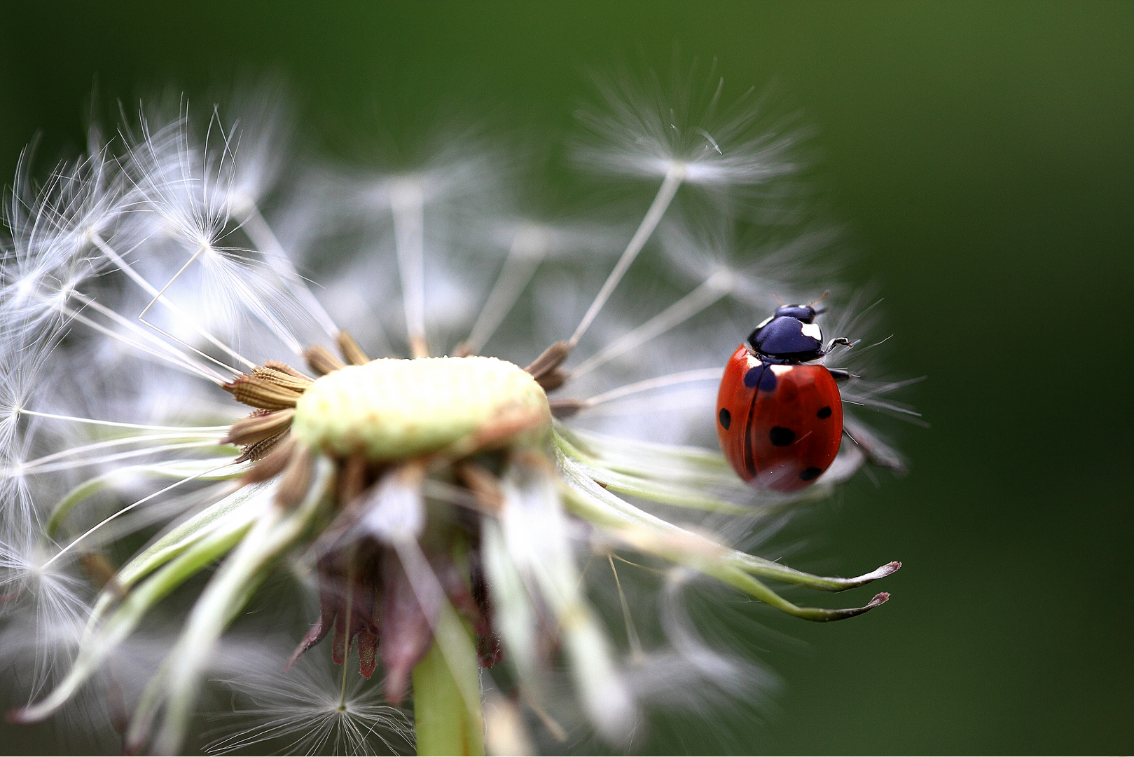 la coccinelle