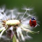 la coccinelle