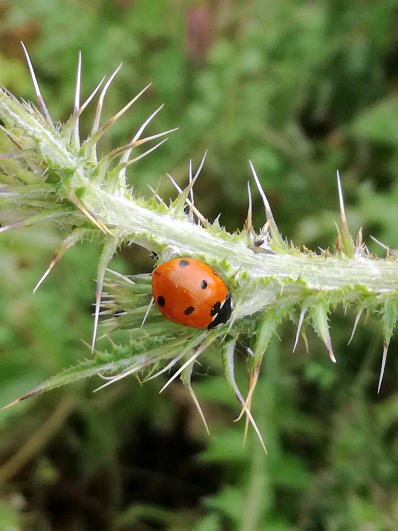 La coccinelle ...