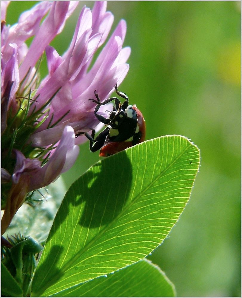 * la coccinelle *