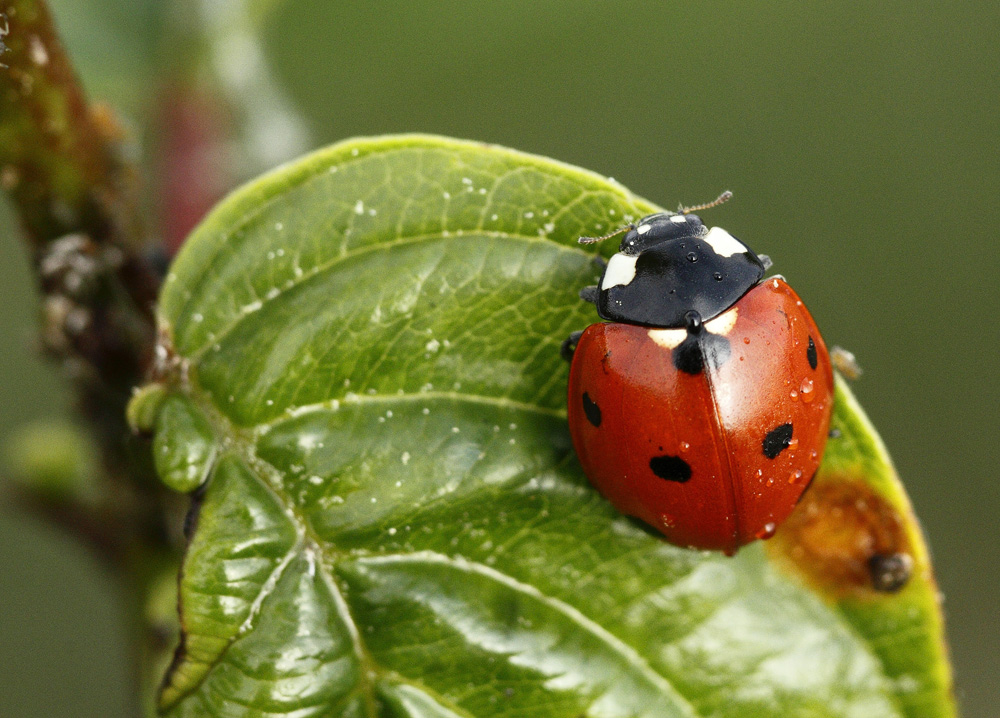 la coccinelle !