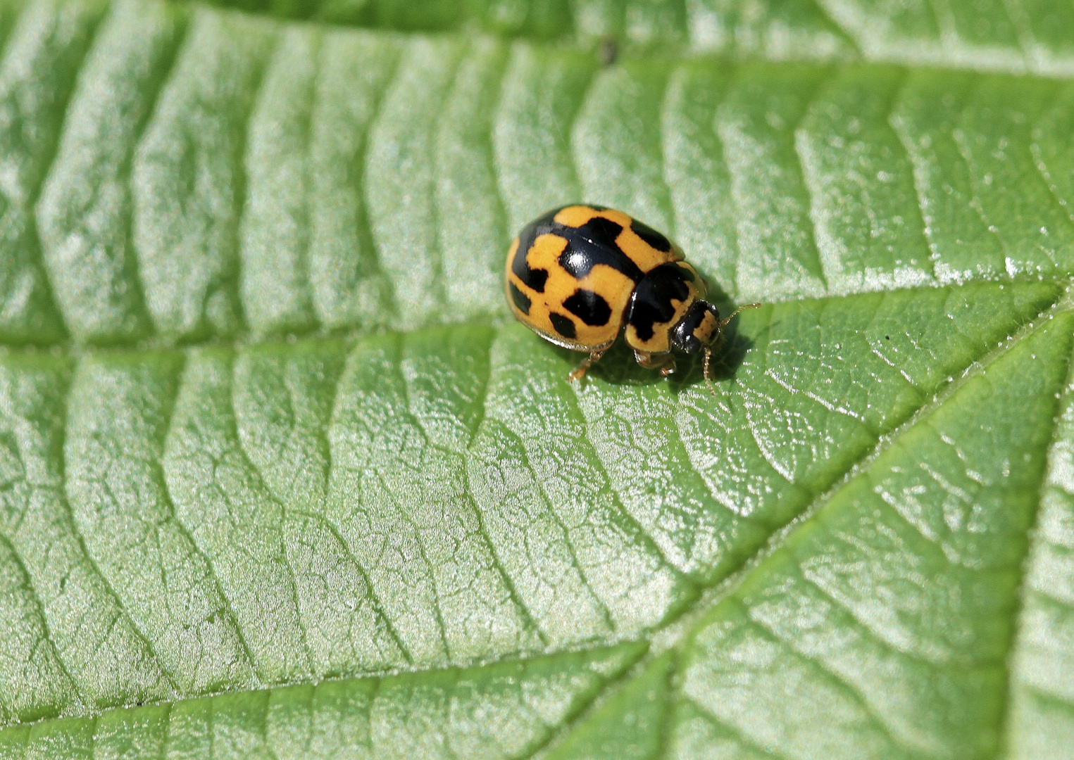 la coccinelle !