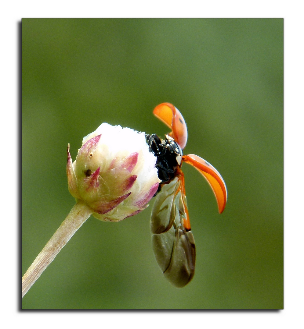 * la coccinelle *