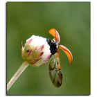 * la coccinelle *