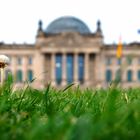 La coccinelle du Reichtag / Marienkäfer Reichstag