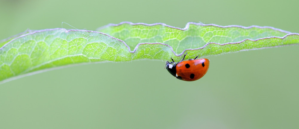 la coccinelle en ballade von Bruno MONDOUX 