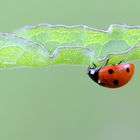 la coccinelle en ballade