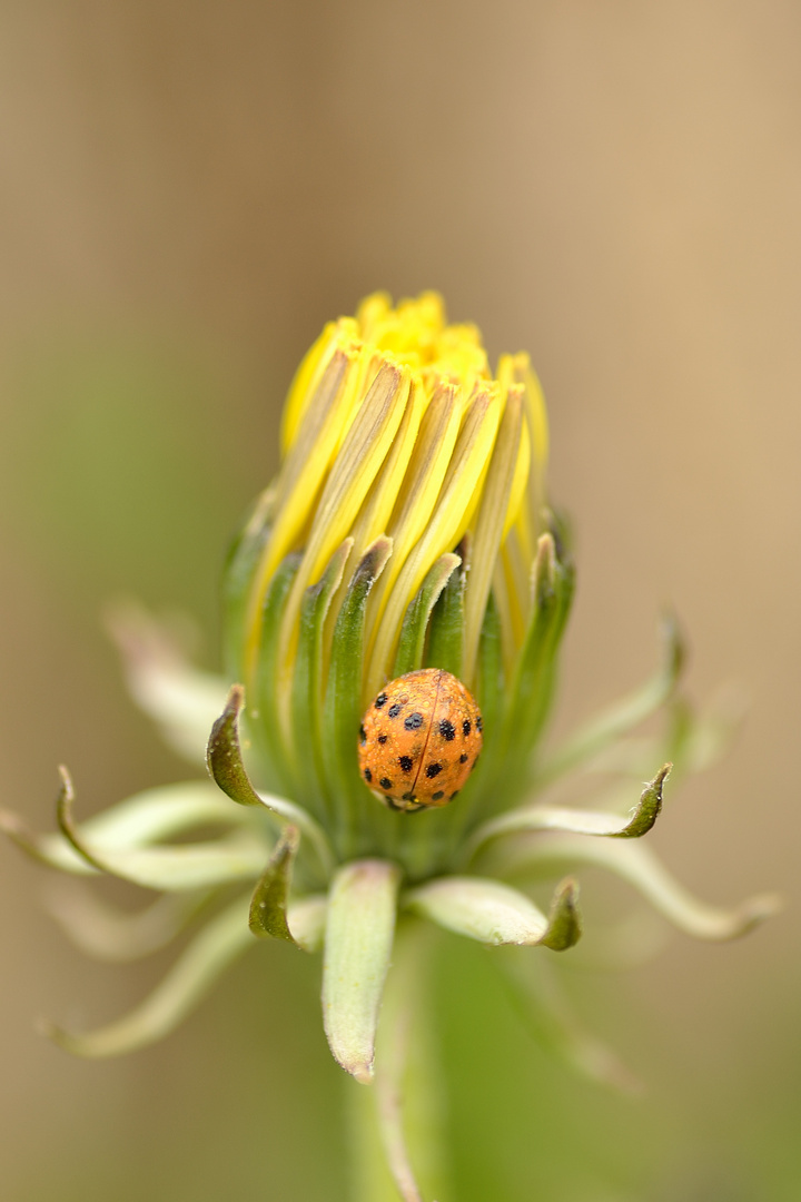 La coccinelle et la fleur