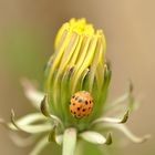 La coccinelle et la fleur