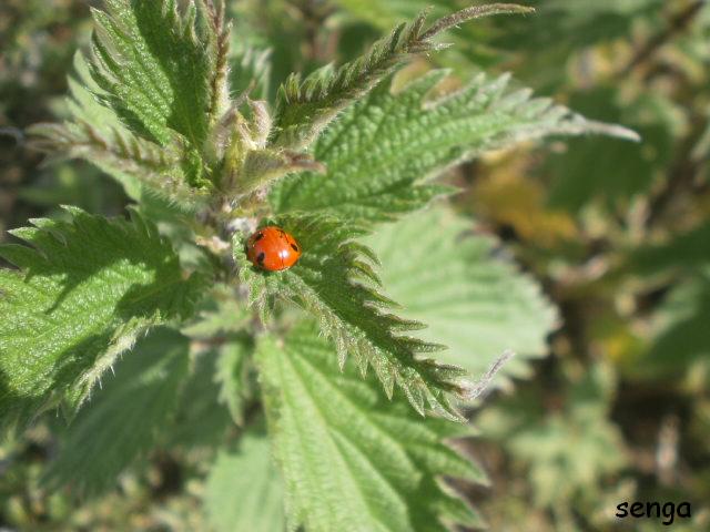 la coccinelle et l'ortie