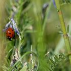 * la coccinelle & les  pucerons   *