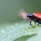 la coccinelle me dit aurevoir