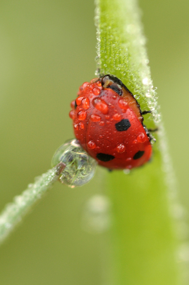 la coccinelle mouillée !!