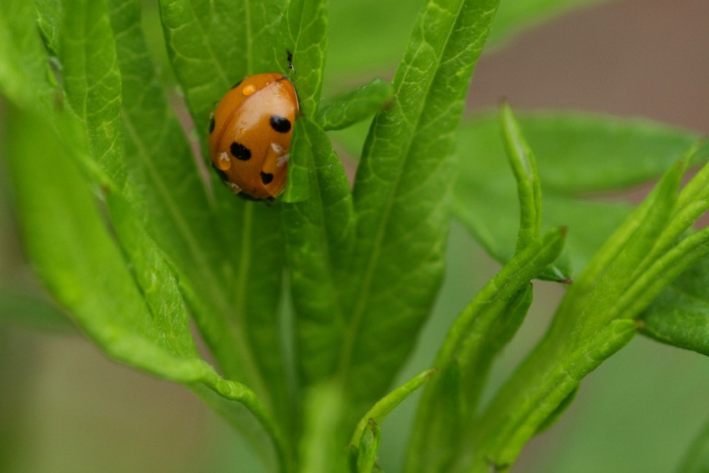 la coccinelle orange